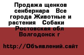 Продажа щенков сенбернара - Все города Животные и растения » Собаки   . Ростовская обл.,Волгодонск г.